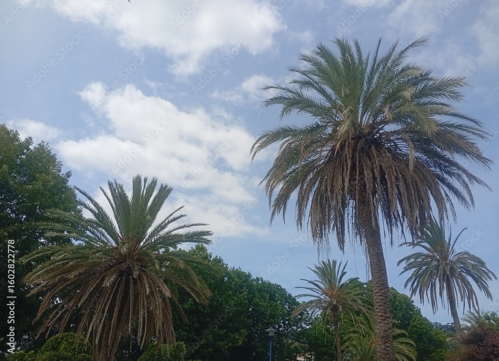 Fototapeta premium palm trees in the park