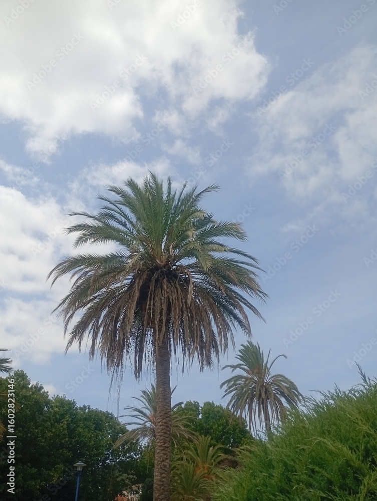 Fototapeta premium palm trees in the park 