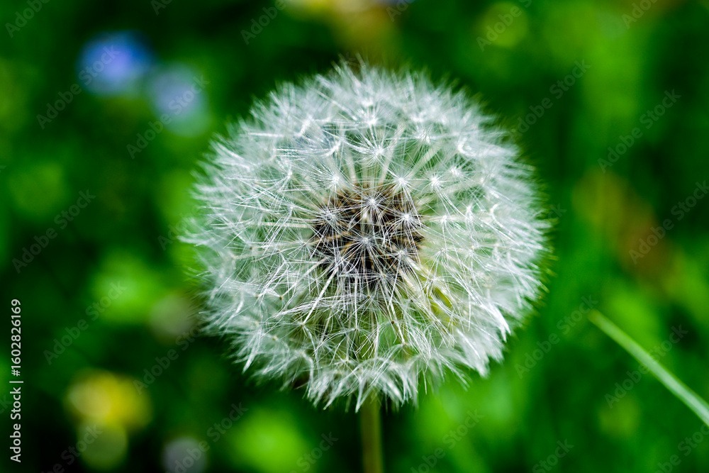 Fototapeta premium Dandelion seed head