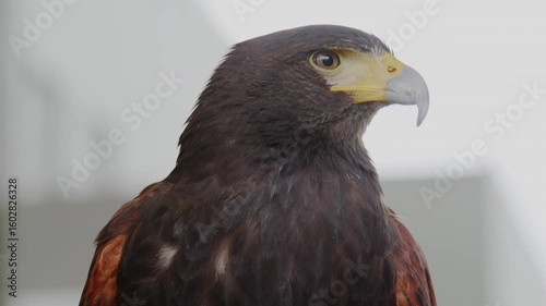 Eagle Portrait Bird Close-up Wildlife
