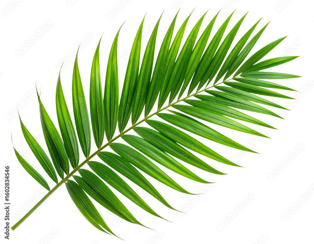 Obraz premium Single Curved Palm Leaf with Detailed Texture, Top View, Isolated PNG