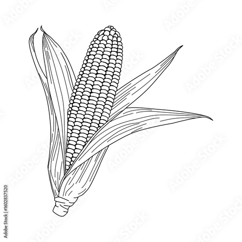 Hand drawn corn on the cob drawing illustration vector,Corn on the cob Coloring Page.