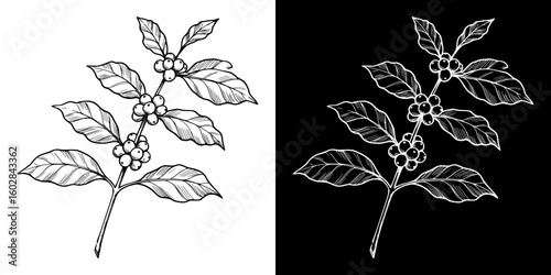 Chalk drawing of coffee plant with leaves and berries, isolated vector image in two design variants - on transparent and black backgrounds