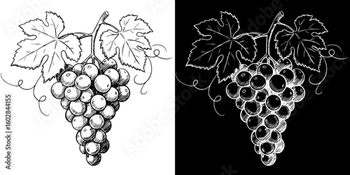 Chalk drawing of grapes, isolated vector image in two design variants - on transparent and black backgrounds