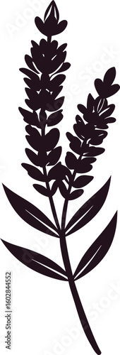 Simple hand-drawn silhouette of a lavender plant sprig. An elegant botanical illustration of a fragrant flowering herb isolated on white.