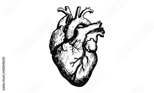 Detailed black and white anatomical heart illustration. Vector retro hand drawn illustration.