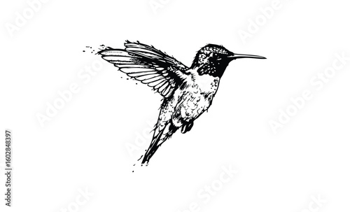 Intricate sketch of a hummingbird in mid-flight with detailed feathers. Vector retro hand drawn illustration.