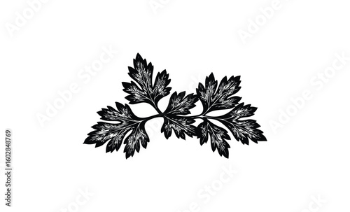 Black silhouette of intricate maple leaves on white background. Vector retro hand drawn illustration.