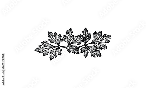 Black and white illustration of parsley leaves with detailed veins. Vector retro hand drawn illustration.