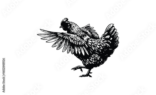 Detailed black and white woodcut chicken illustration with outstretched wings. Vector retro hand drawn illustration.