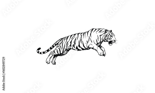 Dynamic black-and-white illustration of a leaping tiger in motion. Vector retro hand drawn illustration.