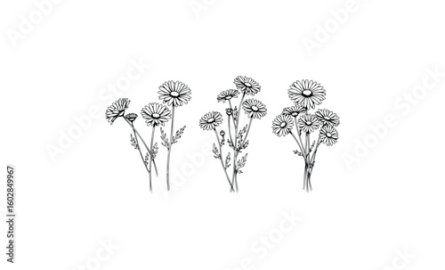 Black and white botanical drawing of daisies with stems and leaves. Vector retro hand drawn illustration.