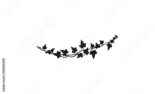 Silhouette of ivy vine with curved leaves on white background. Vector retro hand drawn illustration.