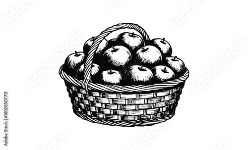 Black and white illustration of apples in a woven basket on white background. Vector retro hand drawn illustration.