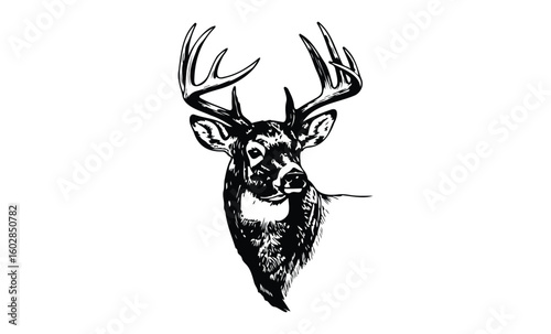 Majestic deer illustration with impressive antlers in black and white. Vector retro hand drawn illustration.