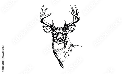 Detailed black and white deer illustration with majestic antlers. Vector retro hand drawn illustration.