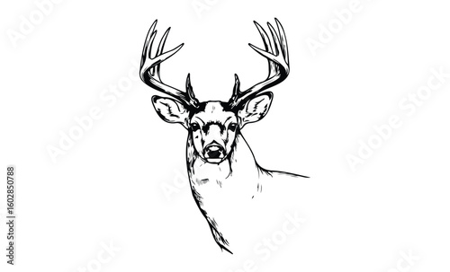 Intricate black and white drawing of a majestic buck with prominent antlers and detailed features. Vector retro hand drawn illustration.
