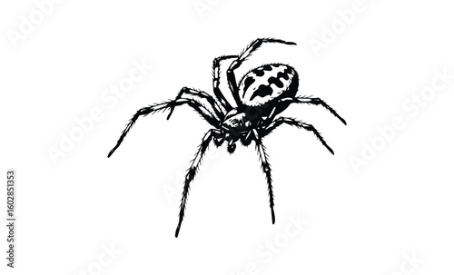 Detailed black and white spider illustration with textured legs and patterned body. Vector retro hand drawn illustration.