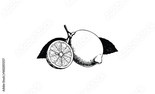 Detailed vintage black and white illustration of whole and sliced lemons with leaves. Vector retro hand drawn illustration.