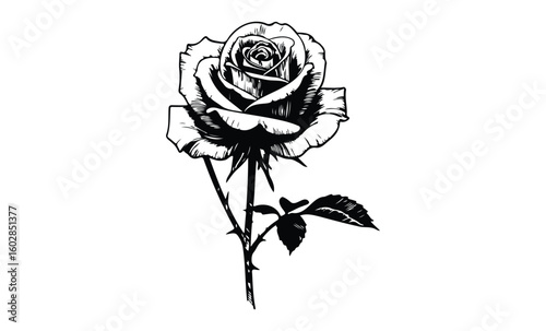 Detailed black and white rose drawing with thorny stem and leaves. Vector retro hand drawn illustration.