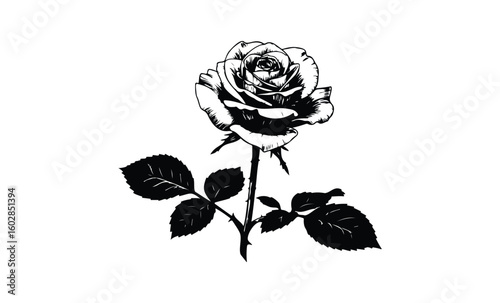 Black and white rose drawing with detailed petals and leaves. Vector retro hand drawn illustration.