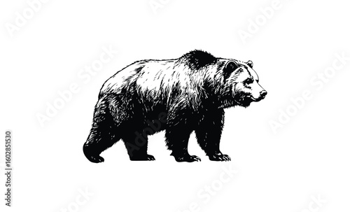 Detailed black and white illustration of a standing grizzly bear. Vector retro hand drawn illustration.