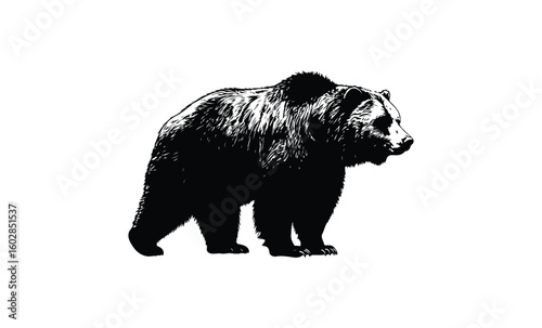 Black and white grizzly bear silhouette illustration. Vector retro hand drawn illustration.
