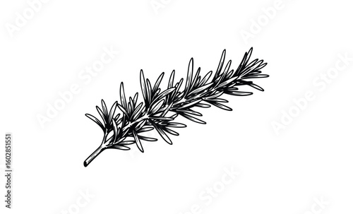 Detailed black and white rosemary herb illustration isolated on white background. Vector retro hand drawn illustration.