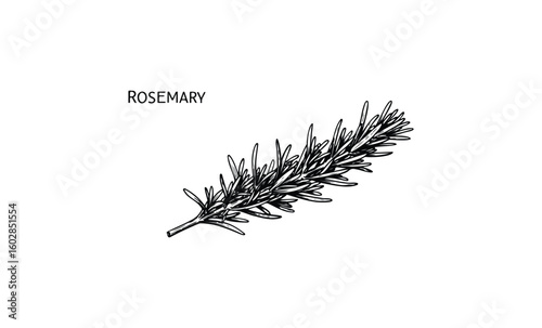 Illustration of rosemary herb sprig in black and white. Vector retro hand drawn illustration.