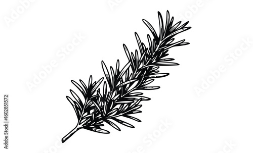 Black and white rosemary branch sketch with detailed line art style. Vector retro hand drawn illustration.