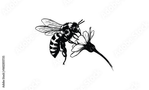 Detailed black and white illustration of a bee pollinating a flower. Vector retro hand drawn illustration.