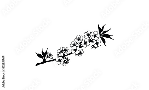 Black and white cherry blossom branch illustration. Vector retro hand drawn illustration.