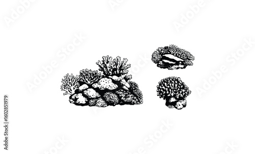 Detailed black and white illustration of coral reef with various marine life. Vector retro hand drawn illustration.