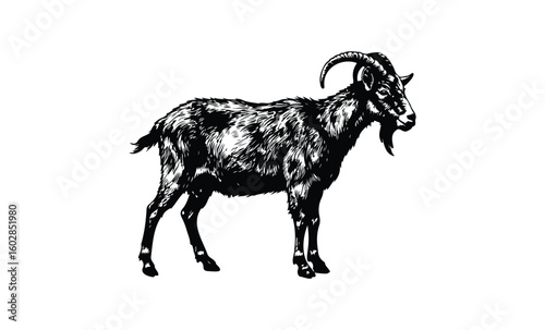 Detailed black and white goat illustration with curved horns. Vector retro hand drawn illustration.