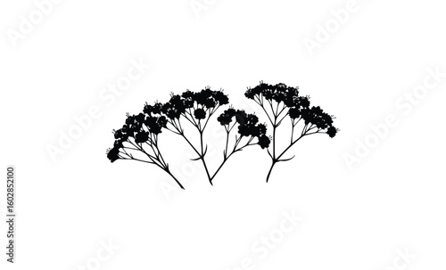 Silhouette of botanical flowers with delicate stems and clusters on white background. Vector retro hand drawn illustration.