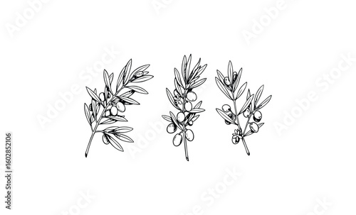 Black and white olive branches with leaves and olives sketch. Vector retro hand drawn illustration.
