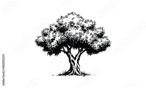 Detailed black and white illustration of a sprawling olive tree with lush foliage. Vector retro hand drawn illustration.