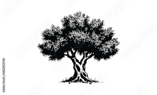 Intricate black and white illustration of olive tree with detailed leaf patterns. Vector retro hand drawn illustration.