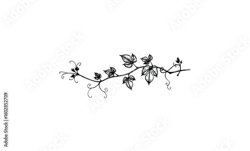 Elegant black decorative floral vine with leaves and swirls on white background. Vector retro hand drawn illustration.