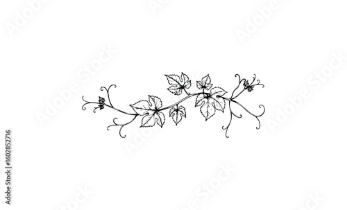 Ornate vines and leaves design with intricate swirls on white background. Vector retro hand drawn illustration.