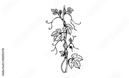 Intricate vine illustration featuring leaves and tendrils on white background. Vector retro hand drawn illustration.