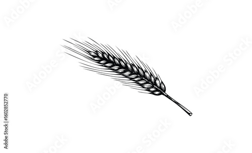 Detailed black and white wheat illustration on white background. Vector retro hand drawn illustration.