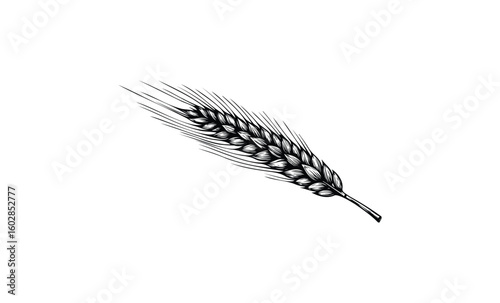 Detailed black and white drawing of a single wheat ear on white background. Vector retro hand drawn illustration.