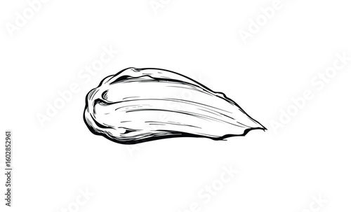 Hand-drawn oyster shell sketch on white background for nautical design. Vector retro hand drawn illustration.
