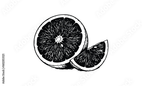 Black and white illustration of sliced citrus fruit on white background. Vector retro hand drawn illustration.