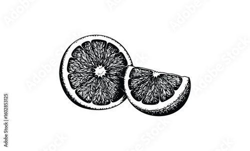 Detailed black and white line art of a halved grapefruit slice. Vector retro hand drawn illustration.