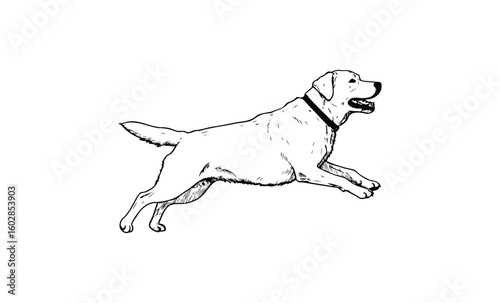 Labrador retriever jumping playfully sketch in black and white. Vector retro hand drawn illustration.