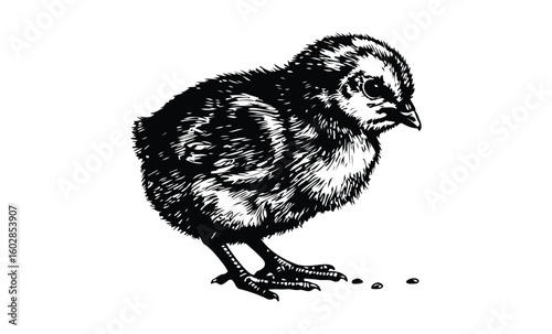 Detailed black and white illustration of a baby chicken eating seeds. Vector retro hand drawn illustration.