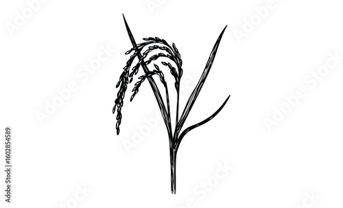 Black and white rice plant drawing on white background. Vector retro hand drawn illustration.