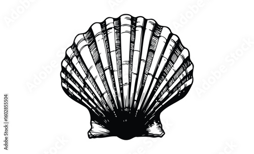 Detailed black and white scallop seashell drawing on white background. Vector retro hand drawn illustration.